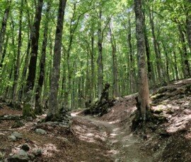 Gravel hiking path shaded by trees leading toward Cascata Rio Arno near Prati di Tivo in Abruzzo, Italy