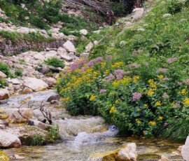 Rocky bend of the Rio Arno stream lined with wildflowers and beech forest below the Gran Sasso peaks near Prati di Tivo, Abruzzo
