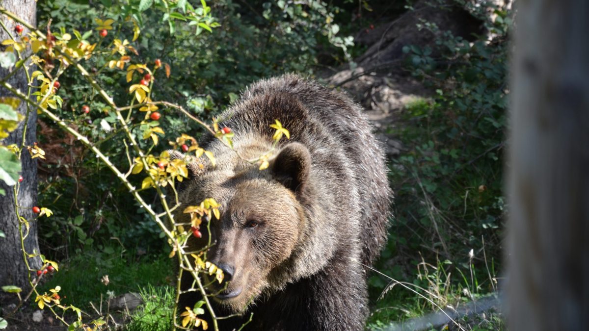 Eurasian brown bear near the fence, Palena Bear Sanctuary in Abruzzo, Italy