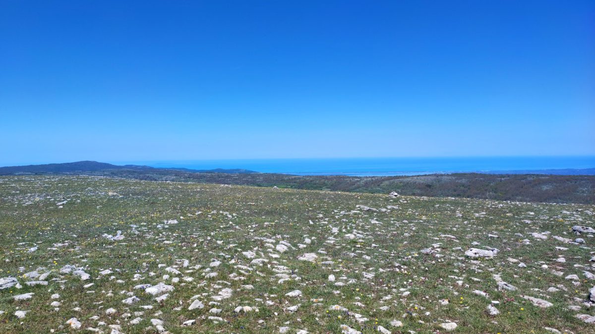 Monte Calvo Gargano. A wide panoramic view from the rocky plateau of Monte Calvo, looking out over the Gargano landscape toward the blue Adriatic Sea on the horizon. The foreground is a vast, flat field of green grass densely scattered with white limestone rocks under a clear, bright sky.
