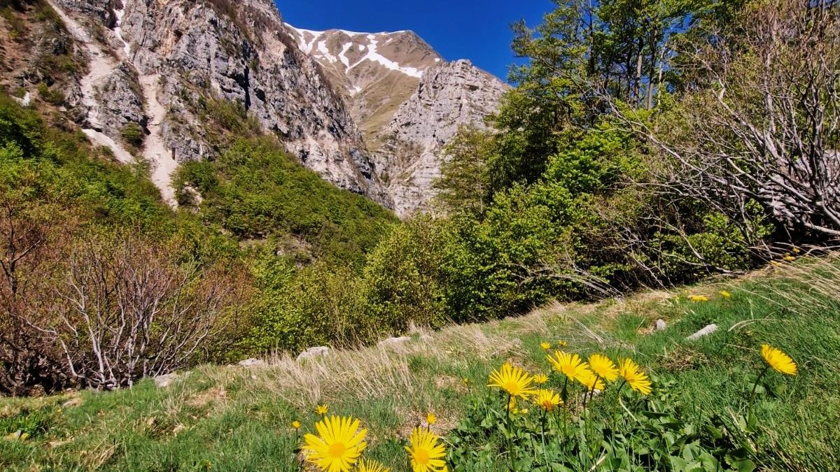 Hike to Lago di Pilato from Foce. Yellow wildflowers growing in a grassy meadow with steep rocky mountains and a bright blue sky in the Sibillini Mountains, Italy