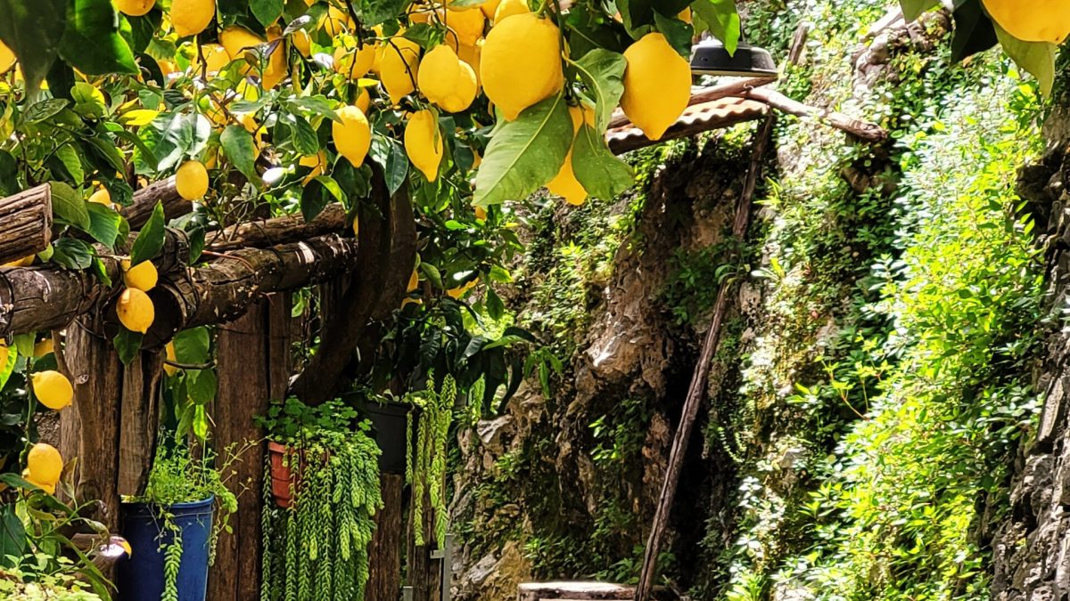 Shaded walkway along Sentiero dei Limoni covered by a wooden pergola heavy with fresh yellow lemons, bordered by green foliage and a stone wall.